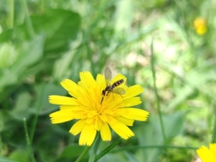 Toxomerus vertebratus