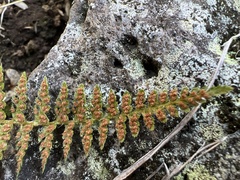 Polystichum haleakalense