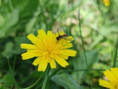 Toxomerus vertebratus
