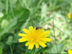 Toxomerus vertebratus