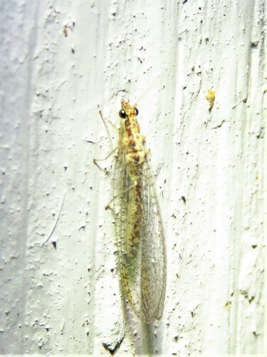Eremochrysa punctinervis photo 4