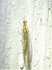 Eremochrysa punctinervis