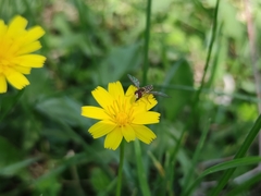 Toxomerus vertebratus