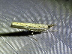 Fissicrambus quadrinotellus