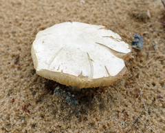 Xanthoconium stramineum