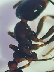 Chelaner antarcticus