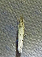 Fissicrambus quadrinotellus