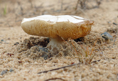 Xanthoconium stramineum