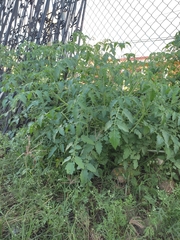 Solanum pimpinellifolium