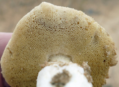 Xanthoconium stramineum