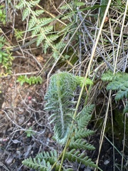 Polystichum haleakalense