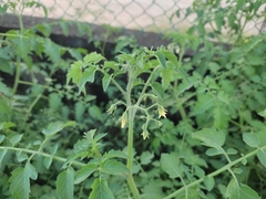 Solanum pimpinellifolium
