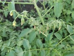 Solanum pimpinellifolium