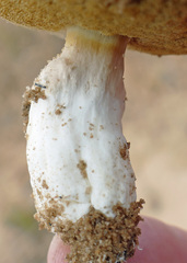 Xanthoconium stramineum