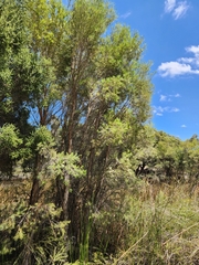Melaleuca rhaphiophylla