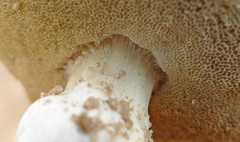 Xanthoconium stramineum