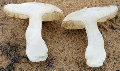 Xanthoconium stramineum