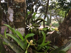 Prosthechea alagoensis