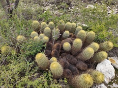 Coryphantha erecta