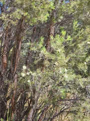 Melaleuca rhaphiophylla