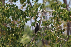 Patagioenas leucocephala