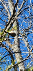 Baeolophus bicolor