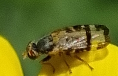 Sphenella ruficeps