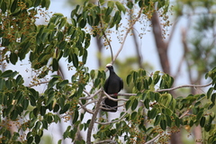 Patagioenas leucocephala