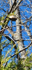Baeolophus bicolor