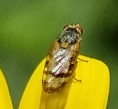 Sphenella ruficeps