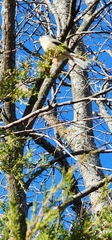 Baeolophus bicolor