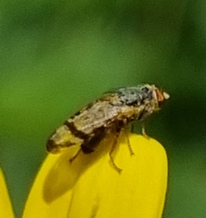 Sphenella ruficeps