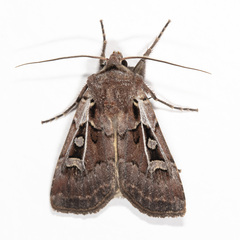 Euxoa divergens