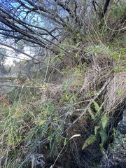Polystichum haleakalense
