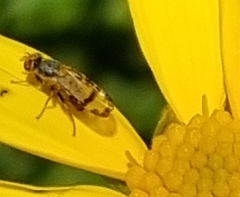Sphenella ruficeps