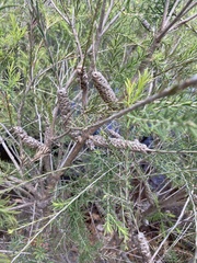 Melaleuca lateritia