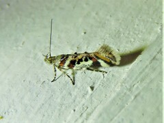 Aristotelia elegantella