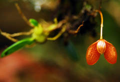 Bulbophyllum ovalifolium
