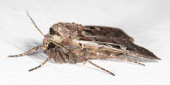 Euxoa divergens