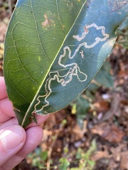 Phyllocnistis hyperpersea