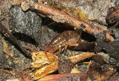 Talitroidea