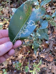 Phyllocnistis hyperpersea