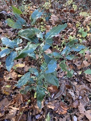 Phyllocnistis hyperpersea