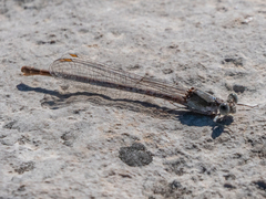 Argia moesta