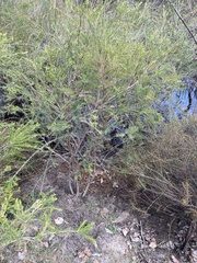 Melaleuca lateritia