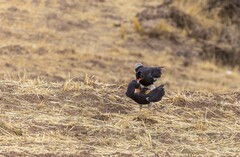 Daptrius megalopterus