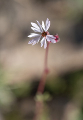 Lithophragma glabrum