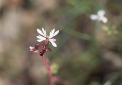 Lithophragma glabrum