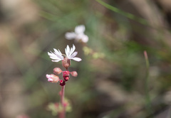 Lithophragma glabrum