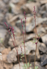 Lithophragma glabrum